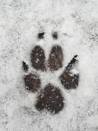 Um den kindern die tierspuren im schnee näher zu bringen, habe ich einige arbeitsposten bereitgemacht. Tierspuren Im Schnee Erkennen Grundschule Tierspuren Im Schnee Waldpadagogik Urbach E V Um Die Erkennung Der Spuren Zu Psicosomaticos
