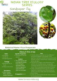 Image result for Ficus exasperata