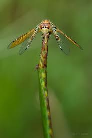 Image result for Pterygota