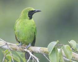 Greater Green Leafbird Singapore Birds Project Green Species Greater