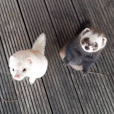 Hello Friends In 2020 Ferrets Care Funny Ferrets Cute Ferrets