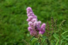 Image result for Spiraea billardii