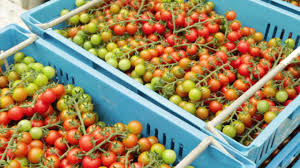 Phytic acid is present in beans, seeds, nuts, grains—especially in the bran or outer hull; Tomatoes TÅmato Vegetables