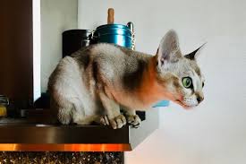 Eine statue der katzen ist am flußufer aufgestellt, wo diese katzen früher in der nähe. Singapura Katze Exotische Mieze Im Rasseportrait Deinetierwelt
