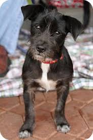 Vintage black, tan & white sitting wire hair fox terrier ceramic figurine. Alpharetta Ga Fox Terrier Wirehaired Meet Emmett A Pet For Adoption