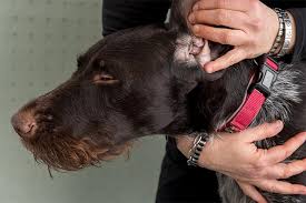 The cleaning solution will help remove any water in. How To Clean A Dog S Ears American Kennel Club