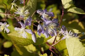We did not find results for: Clematis Mrs Robert Brydon Cl Tubulosa X Cl Virginiana Sarastro Stauden