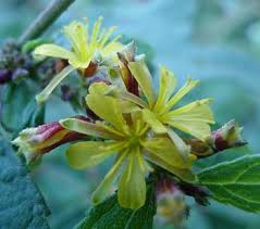 Image result for Triumfetta digitata