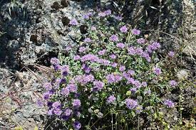 Image result for Xerophyta villosa