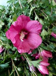 Image result for Hibiscus torrei