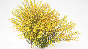 Image result for Spartium