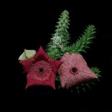 Image result for Piaranthus atrosanguineus