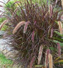Grfpurple Fountain Grassseedornamental Grass Etsy Fountain Grass Ornamental Grasses Grasses Landscaping
