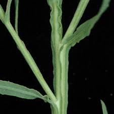 Image result for Litogyne gariepina