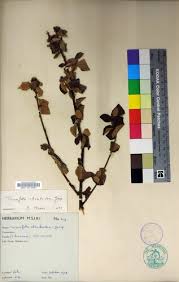 Image result for Triumfetta trichocarpa