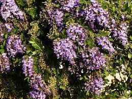 Maybe you would like to learn more about one of these? Signs Of Spring Are Blossoming In Small Trees