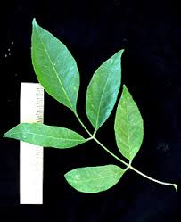 Image result for Fraxinus velutina