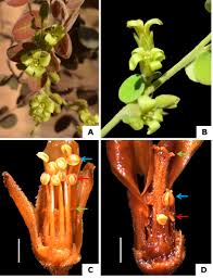 Image result for Cnestis polyphylla