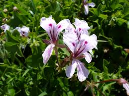 Due to the lack of safety research, pelargonium remedies should be not be used by children, pregnant women, or nursing mothers. Pelargonium Peltatum Wikipedia