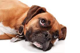 Browse thru thousands of boxer dogs for adoption near plano, texas, usa area, listed by dog rescue organizations and individuals, to find your match. Adopt A Boxer Lone Star Boxer Rescue A Local Houston Boxer Rescue