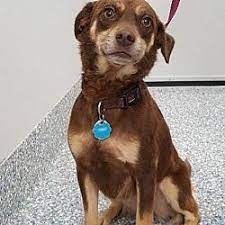 Pet Card Pets Kitten Adoption Beagle Mix