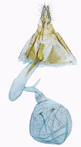 Image result for Cydia microgrammana