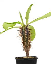 Image result for Euphorbia venteri