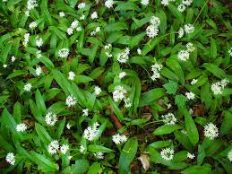Image result for Allium ursinum