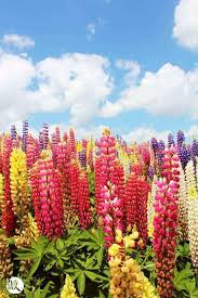 These good morning images with flowers will help spread the uplifting feeling that a new day brings. Good Morning Friend Kelly Garden Of Beautiful Flowers Facebook