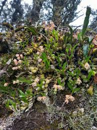 Image result for Polystachya odorata