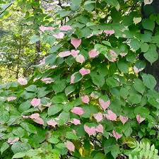 Variegated Hardy Kiwi Male Actinidia Kolomikta Pasha Canada Hardy Kiwi Kiwi Vine Fragrant Flowers