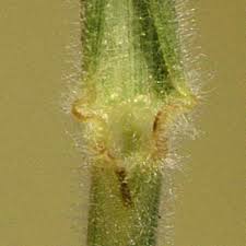 Image result for Enneapogon cenchroides