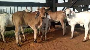 Quality Brahman Cattle For Sale The Land Connection