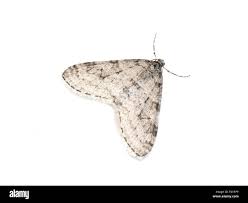 Image result for Trichopteryx