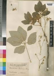 Image result for Schinziophyton rautanenii