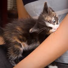 Image result for Cat Bite