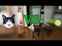 I said no cucumber water. Cats Vs Cucumbers Compilation Youtube