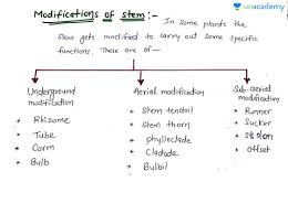 They may be of following types: Neet Ug Modifications Of Stem Offered By Unacademy