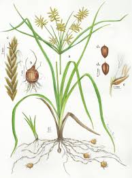 Image result for Cyperus esculentus