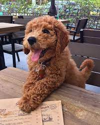 Pin On Doodle Dogs