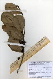 Image result for Manilkara obovata