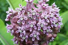 Common Milkweed Asclepias Syriaca Asclepias Milkweed Butterfly Plants