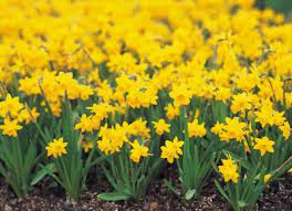 Carnations, daisies, irises, lilies, orchids, roses, sunflowers What Flowers Bloom At The End Of April