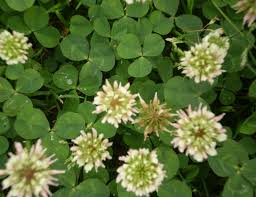 However, it is found throughout the continental united states. White Clover