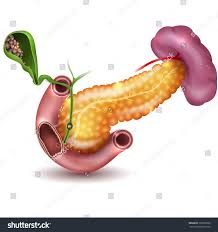 Pin On Gastrointestinal Tract