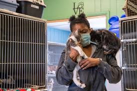 Columbus ohio 43229 name address city phone: New Ohio Law House Bill 33 Will Protect Reporters Of Animal Abuse