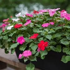 Image result for Impatiens burtonii