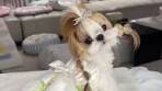 Adorable Shih Tzu in White Summer Dress - Cute Dog Videos