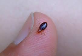 Rapid bed bug control using heat treatment in london. Bed Bug Control