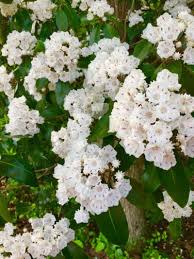 Tips Information About Mountain Laurel Gardening Know How
